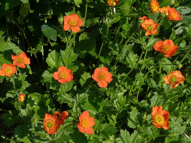Geum 'Coccineum'