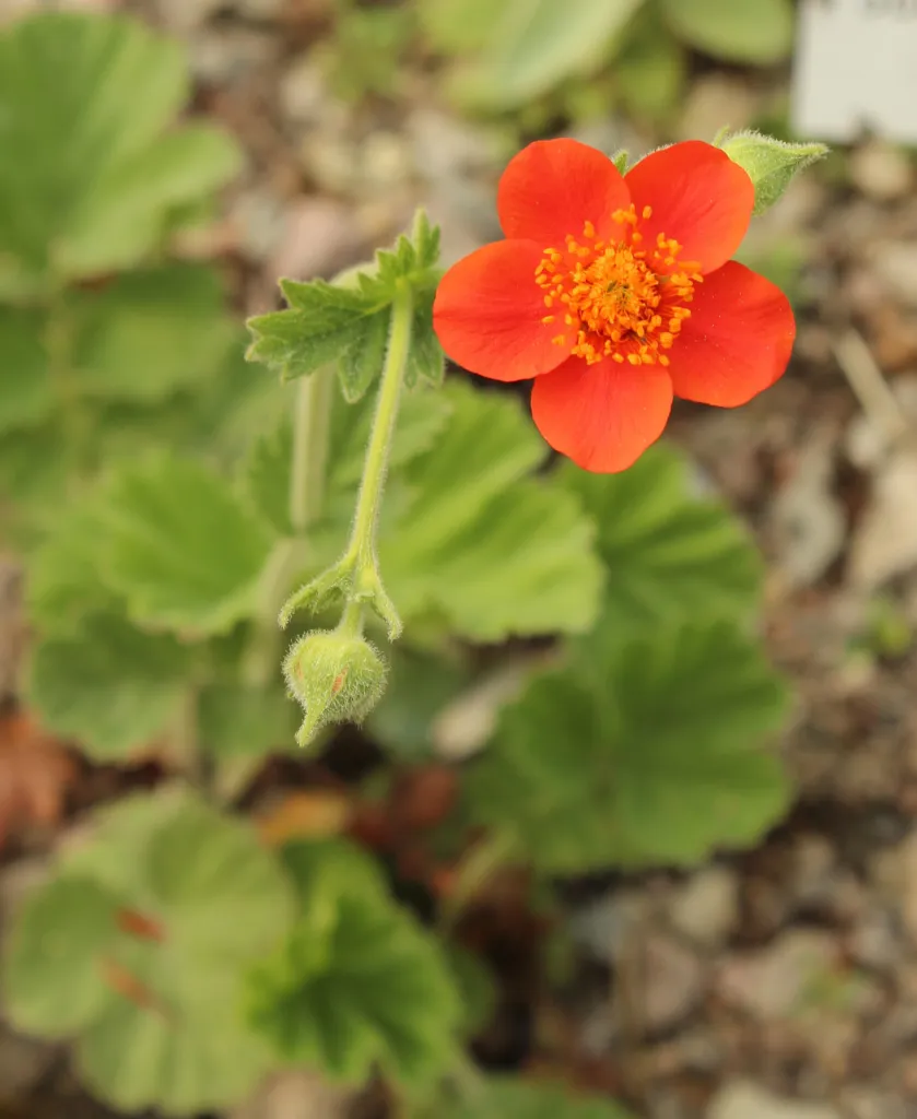 Kuklík šarlátový (Geum 'Coccineum') – v záhrade, fotografia rastliny