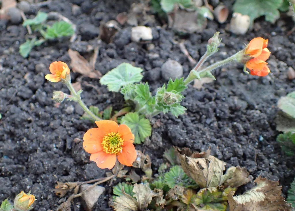 Kuklík šarlátový (Geum 'Coccineum') – v záhrade, fotografia rastliny