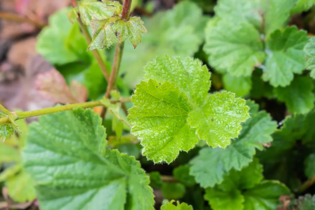 Kuklík šarlátový (Geum 'Coccineum') – v záhrade, fotografia rastliny