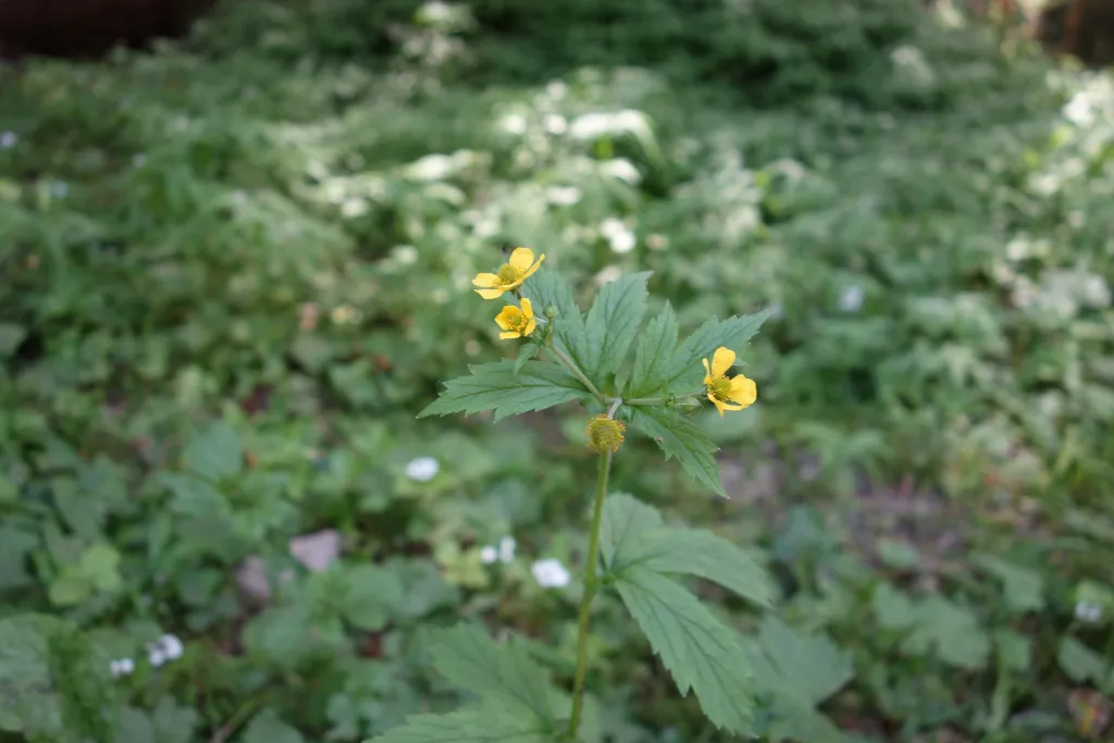 Großblättrige Nelkenwurz (Geum macrophyllum) – Blüten in Nahaufnahme, Pflanzenfoto