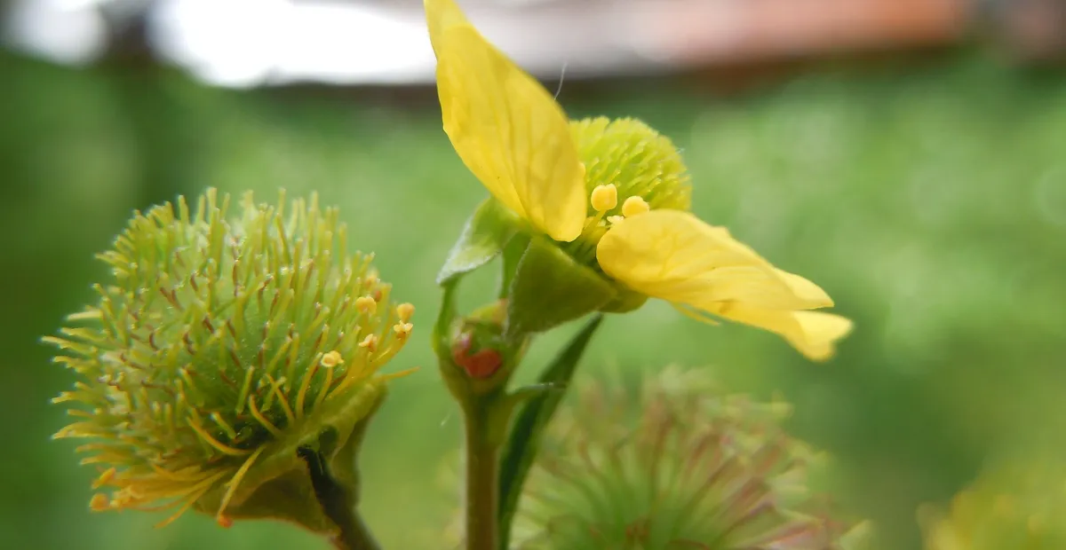 Large-leaf Avens (Geum macrophyllum) – plant photo