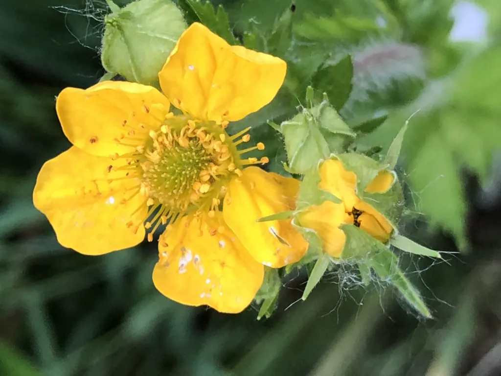 Großblättrige Nelkenwurz (Geum macrophyllum) – Blüten in Nahaufnahme, Pflanzenfoto