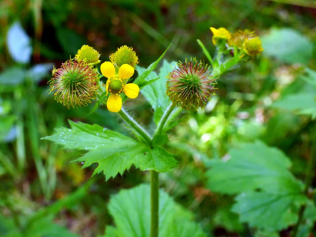 Großblättrige Nelkenwurz (Geum macrophyllum) – Blüten in Nahaufnahme, Pflanzenfoto