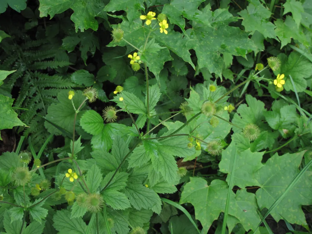Großblättrige Nelkenwurz (Geum macrophyllum) – Früchte in Nahaufnahme, Pflanzenfoto