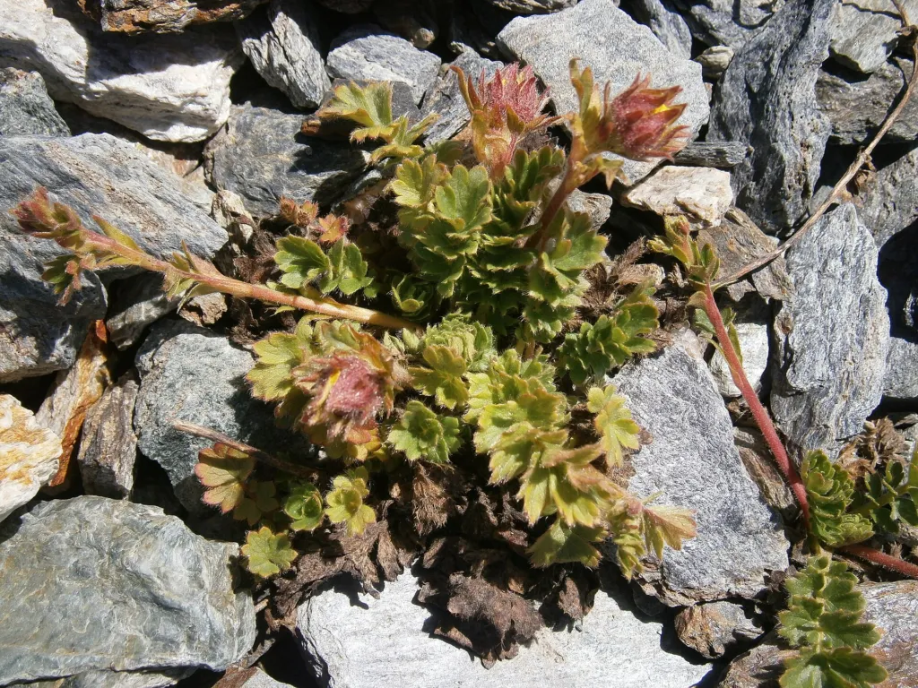 Kriech-Nelkenwurz (Geum reptans) – typisches Erscheinungsbild, Pflanzenfoto