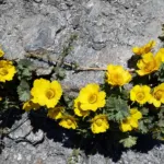 creeping avens (Geum reptans) – plant photo