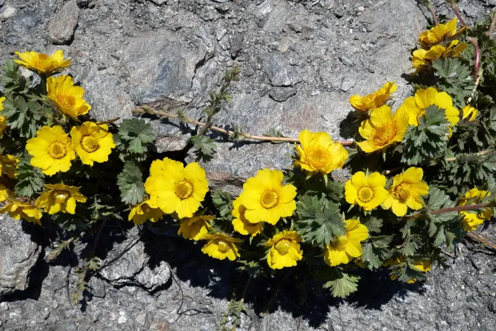 Geum reptans