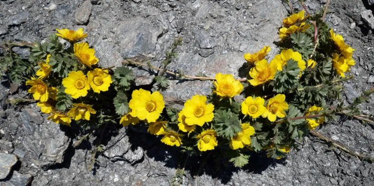 Geum reptans
