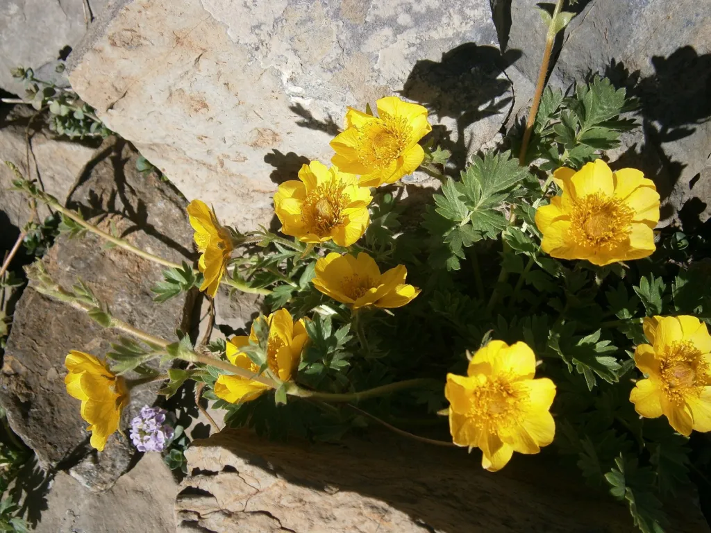 Kriech-Nelkenwurz (Geum reptans) – typisches Erscheinungsbild, Pflanzenfoto