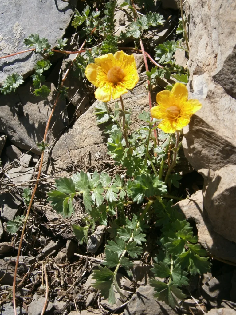 Kriech-Nelkenwurz (Geum reptans) – typisches Erscheinungsbild, Pflanzenfoto