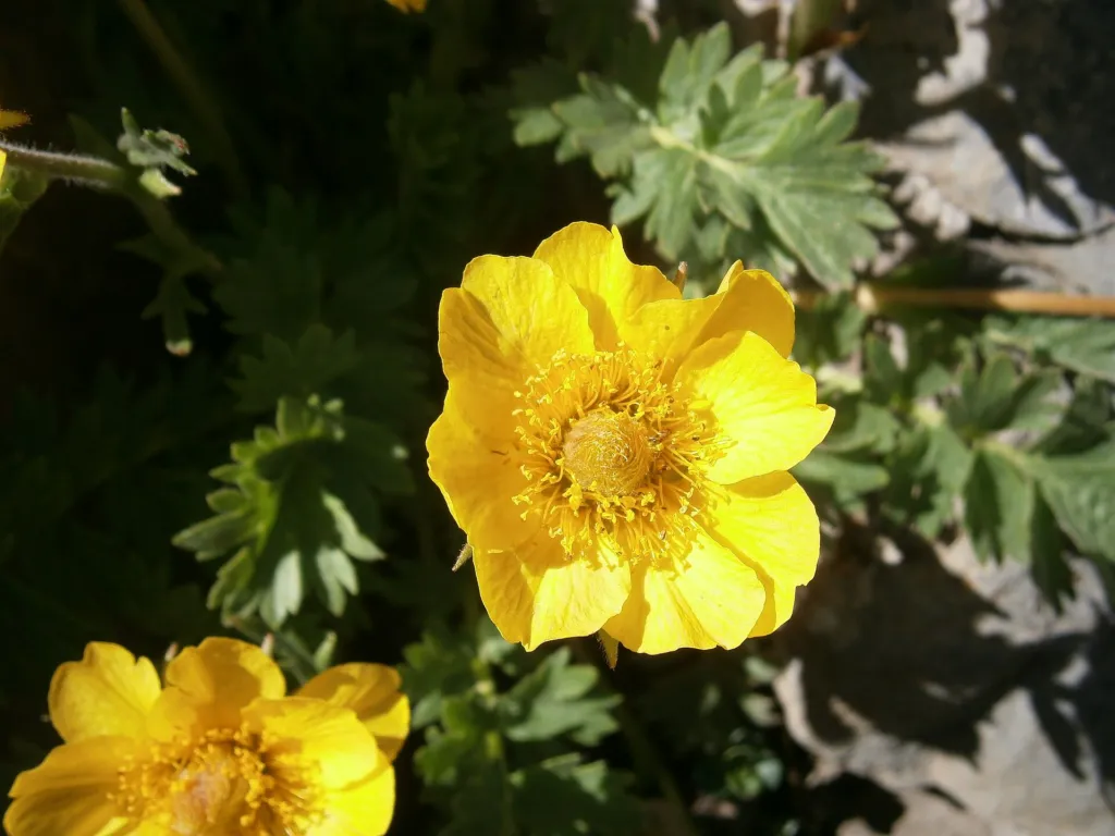 Kriech-Nelkenwurz (Geum reptans) – typisches Erscheinungsbild, Pflanzenfoto