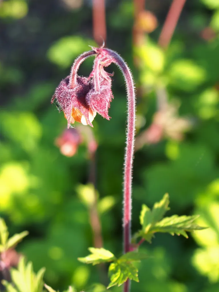 Bach-Nelkenwurz (Geum rivale) – Blüten in Nahaufnahme, Pflanzenfoto