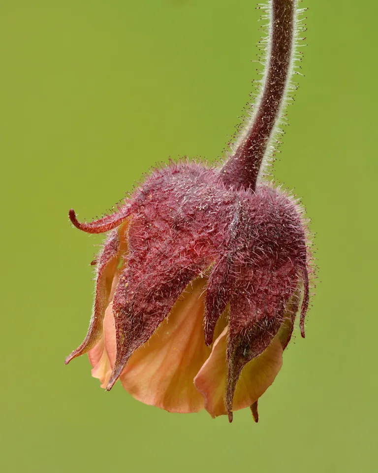 Geum rivale