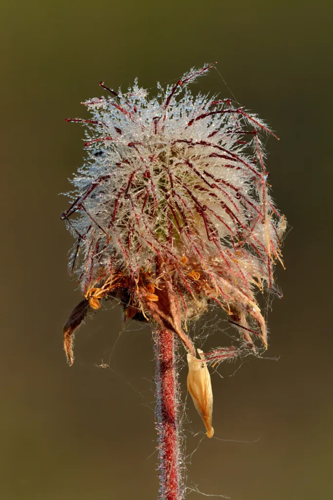 Bach-Nelkenwurz (Geum rivale) – typisches Erscheinungsbild, Pflanzenfoto