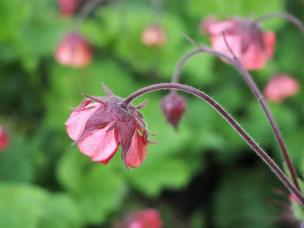 Bach-Nelkenwurz (Geum rivale) – im Garten, Pflanzenfoto