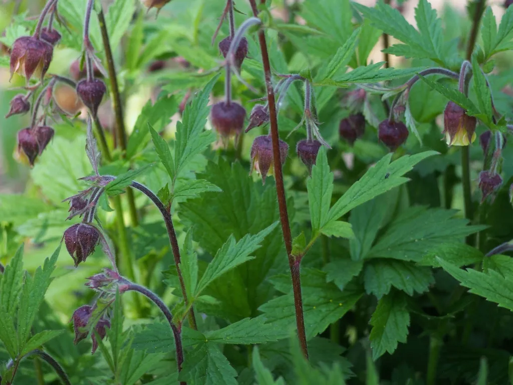 Bach-Nelkenwurz (Geum rivale) – Blüten in Nahaufnahme, Pflanzenfoto