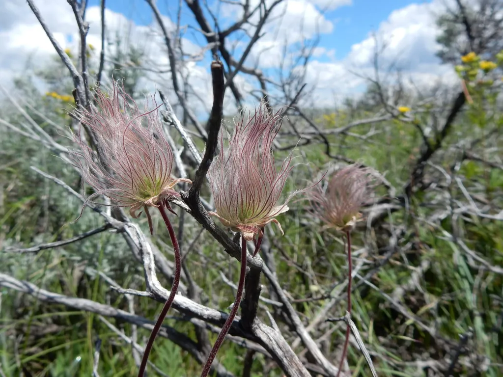 Geum triflorum – (Geum triflorum) – Blüten in Nahaufnahme, Pflanzenfoto