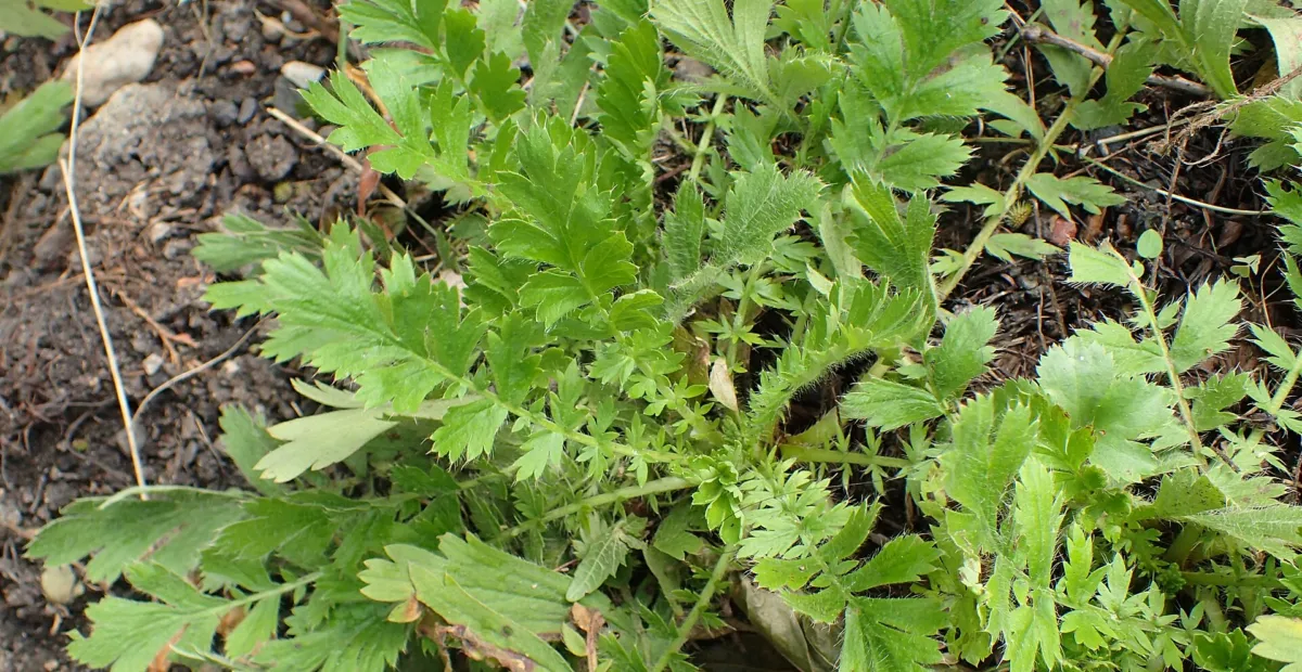 prairie smoke (Geum triflorum) – plant photo
