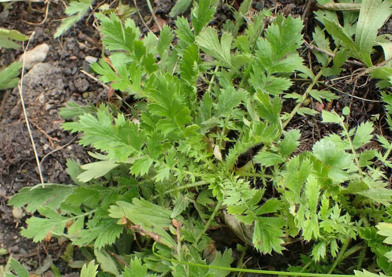 Geum triflorum
