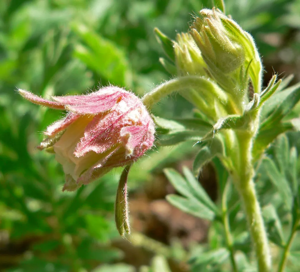 Geum triflorum – (Geum triflorum) – im Garten, Pflanzenfoto