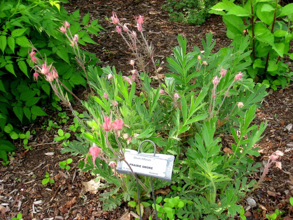Geum triflorum – (Geum triflorum) – im Garten, Pflanzenfoto