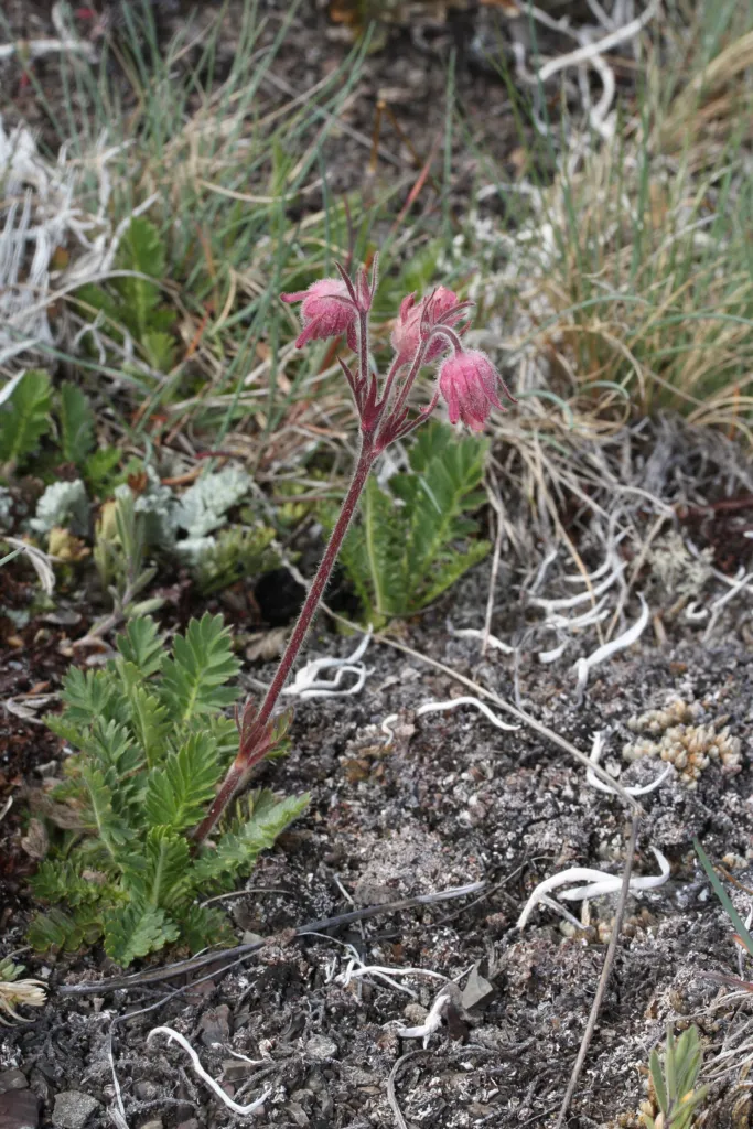 Geum triflorum – (Geum triflorum) – typisches Erscheinungsbild, Pflanzenfoto