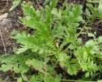 Geum triflorum – Pflege