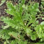 Geum triflorum – (Geum triflorum) – Pflanzenfoto