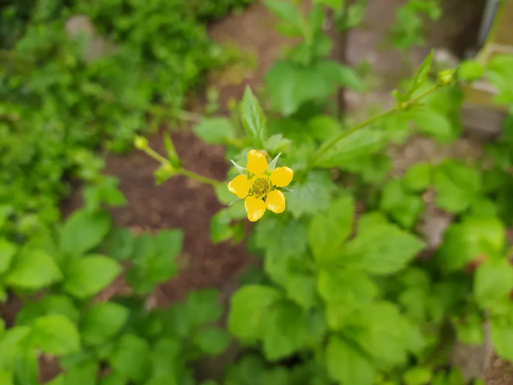 Echte Nelkenwurz (Geum urbanum) – Blüten in Nahaufnahme, Pflanzenfoto