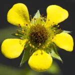 Wood Avens (Geum urbanum) – plant photo