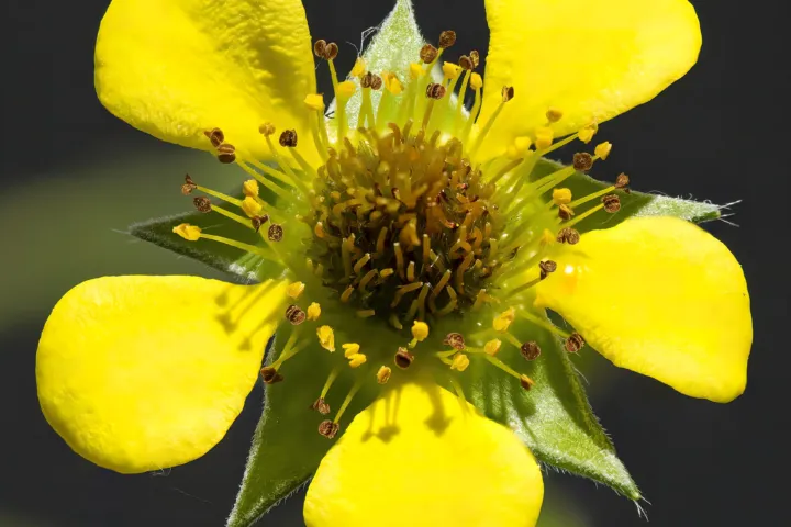 Geum urbanum