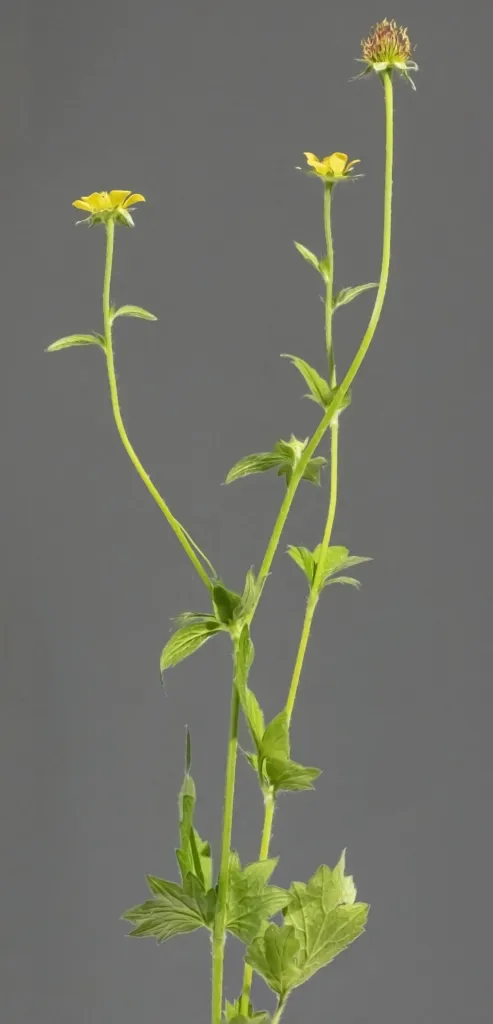 Echte Nelkenwurz (Geum urbanum) – Rinde und Triebe, Pflanzenfoto