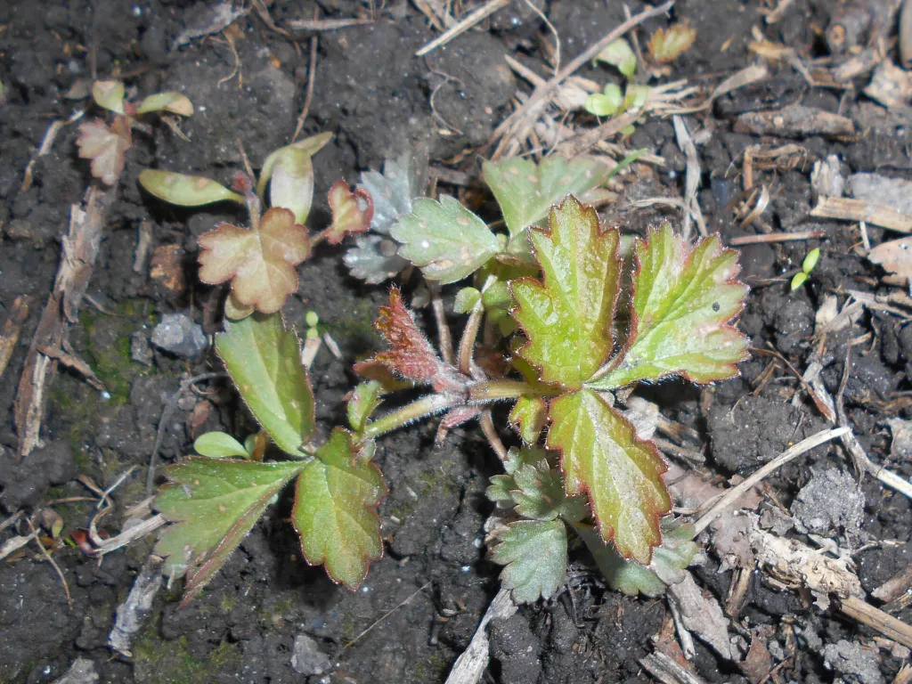 Echte Nelkenwurz (Geum urbanum) – typisches Erscheinungsbild, Pflanzenfoto