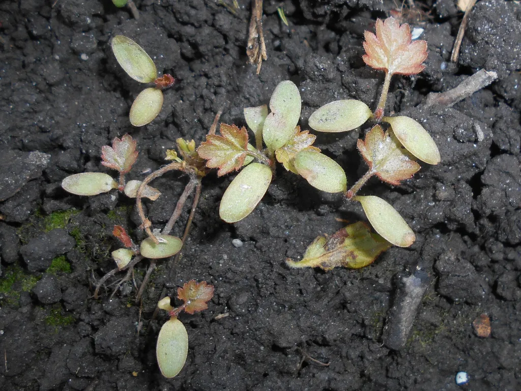 Echte Nelkenwurz (Geum urbanum) – typisches Erscheinungsbild, Pflanzenfoto