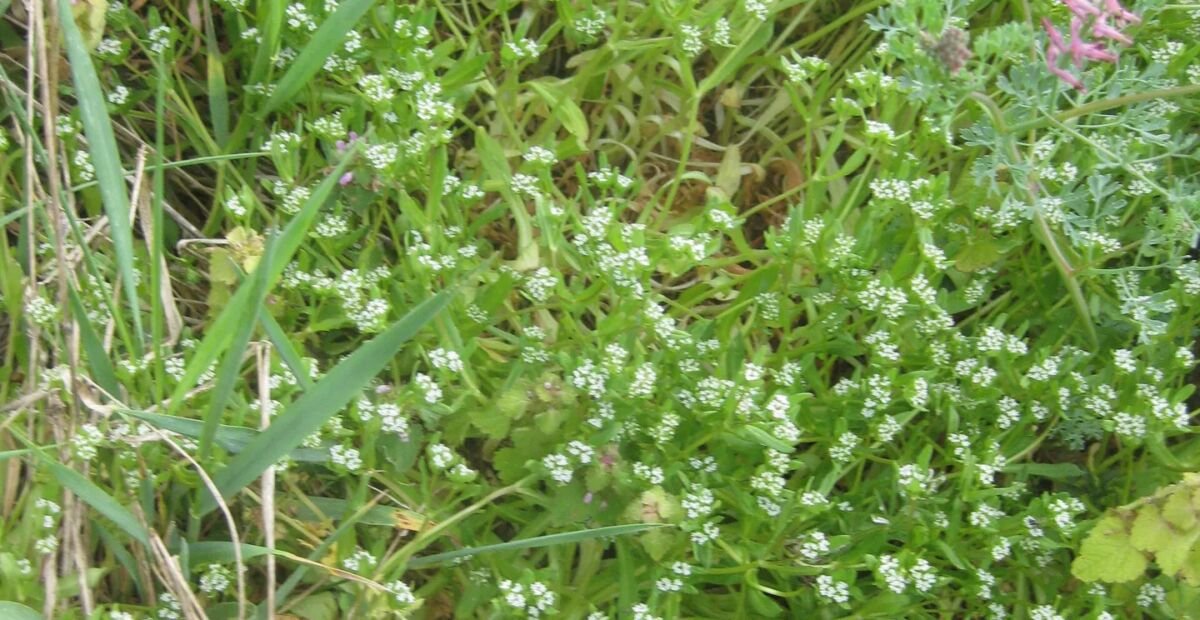 Gewöhnlicher Feldsalat (Valerianella locusta) – Pflanzenfoto