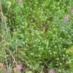 Gewöhnlicher Feldsalat (Valerianella locusta) – Pflanzenfoto