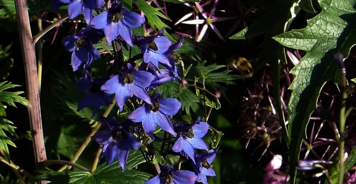 Gewöhnlicher Hoher Rittersporn (Delphinium elatum elatum) – Pflanzenfoto