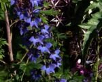 Gewöhnlicher Hoher Rittersporn (Delphinium elatum) – Pflege