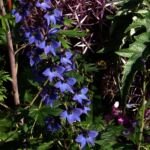 Gewöhnlicher Hoher Rittersporn (Delphinium elatum elatum) – Pflanzenfoto