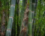 Giant bamboo or dragon bamboo (in China) (Dendrocalamus asper) care guide