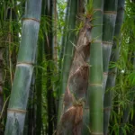 giant bamboo or dragon bamboo (in China) (Dendrocalamus asper) – plant photo