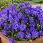 Glockenblume 'Blue Wonder' (Campanula 'Blue Wonder') – Pflanzenfoto