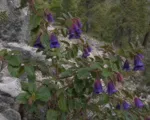 Glossy abelia (Vesalea mexicana grandifolia) care guide