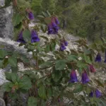glossy abelia (Vesalea mexicana grandifolia) – plant photo
