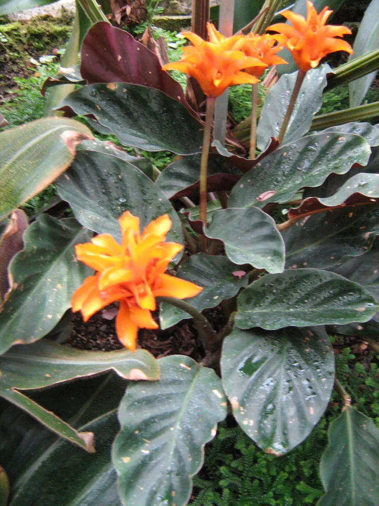Eternal Flame (Goeppertia crocata) – characteristic appearance, plant photo