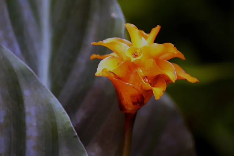 Goeppertia crocata