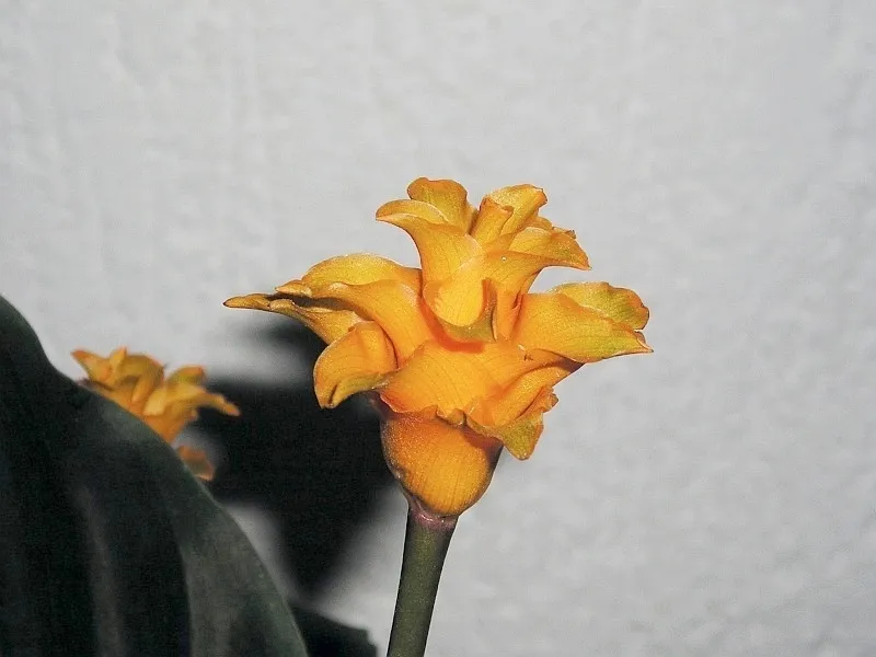 Eternal Flame (Goeppertia crocata) – characteristic appearance, plant photo