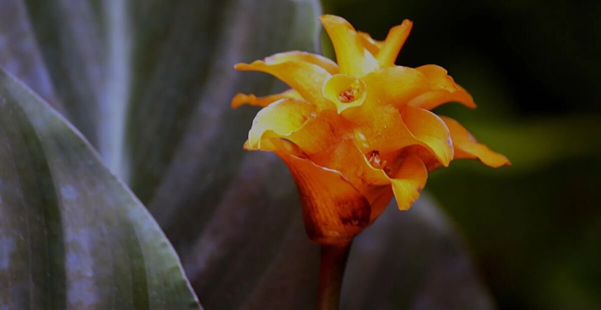 Goeppertia crocata – Pflanzenfoto