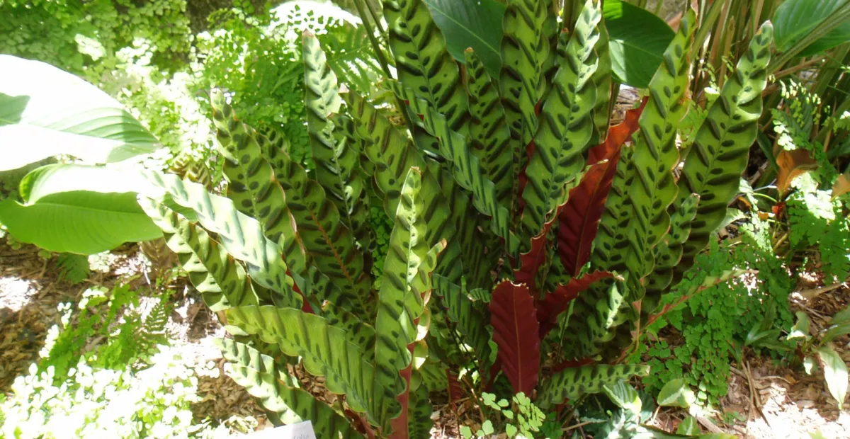 Rattlesnake-plant (Goeppertia insignis) – plant photo